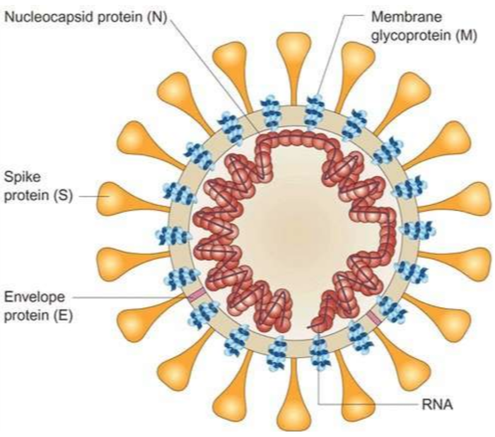 common cold virus model