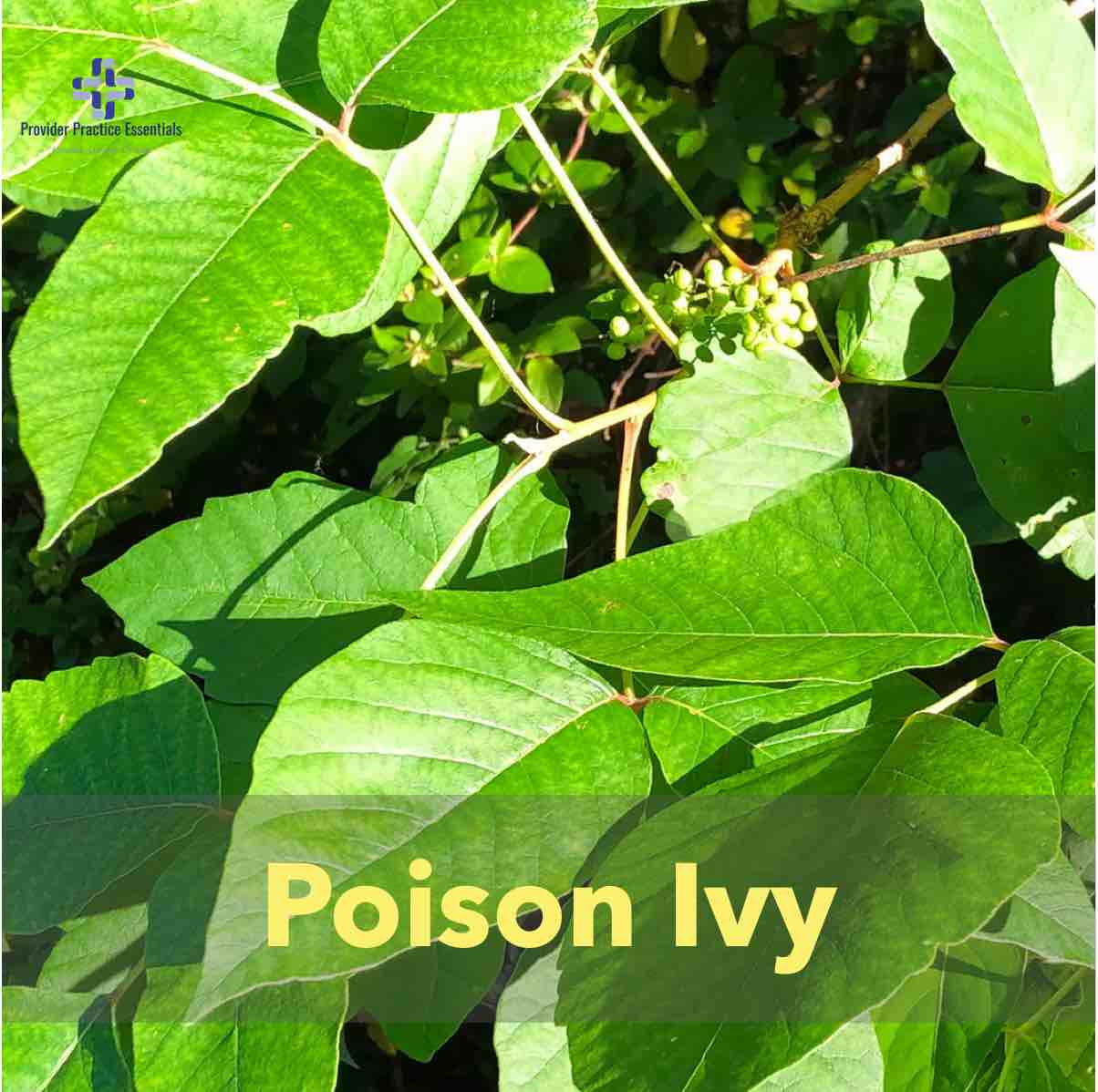 Poison Ivy